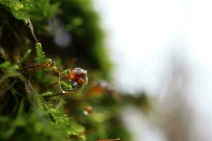 Water drop in moss, spring forest, macro photography photo