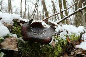 Polyporus badius in winter forest photo