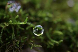 Water drop in moss, spring forest, macro photography photo