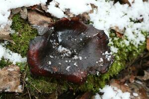 Polyporus badius in winter forest photo