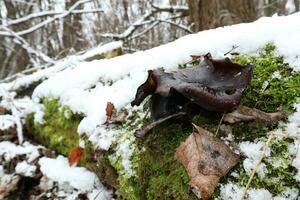 Polyporus badius in winter forest photo