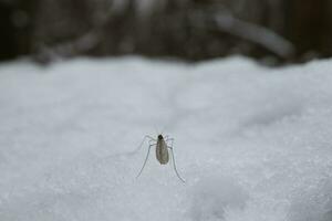 Mosquito in the snow, winter forest photo