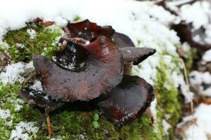 Polyporus badius in winter forest photo