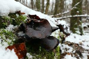 Polyporus badius in winter forest photo