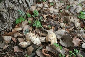 two mushrooms lie in the forest under a tree two mushrooms lie in the forest under a tree photo