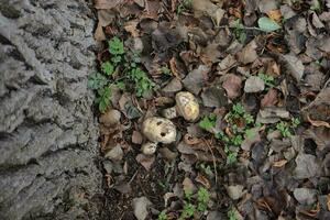 two mushrooms lie in the forest under a tree two mushrooms lie in the forest under a tree photo