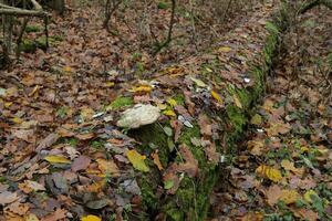 tinder fungus in autumn forest, autumn leaves photo