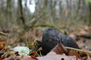 tinder fungus in autumn forest, autumn leaves photo