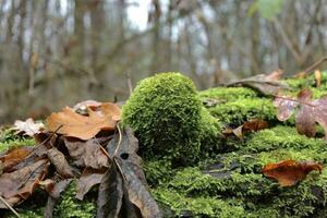 tinder fungus in autumn forest, autumn leaves photo