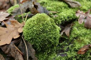 tinder fungus in autumn forest, autumn leaves photo