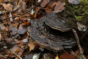 tinder fungus in autumn forest, autumn leaves photo