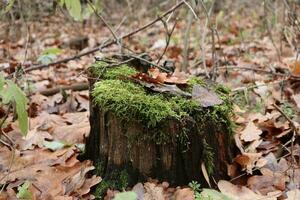 Dead tree covered with moss and autumn leaves photo