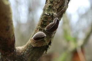 tinder fungus in autumn forest, autumn leaves photo