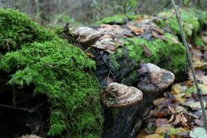 tinder fungus in autumn forest, autumn leaves photo