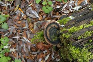 tinder fungus in autumn forest, autumn leaves photo