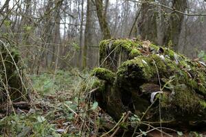 Dead tree covered with moss and autumn leaves photo