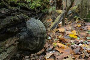 tinder fungus in autumn forest, autumn leaves photo