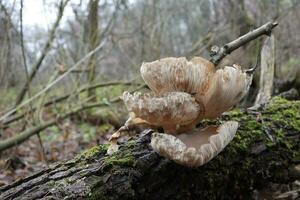 oyster mushrooms in the autumn forest photo