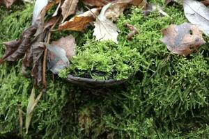 tinder fungus in autumn forest, autumn leaves photo