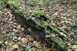 Dead tree covered with moss and autumn leaves photo