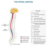 Spinal nerves connect spinal cord to body, enabling sensory and motor functions vector