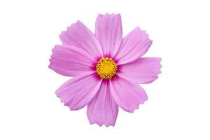 Pink cosmo flowers isolate on white background photo