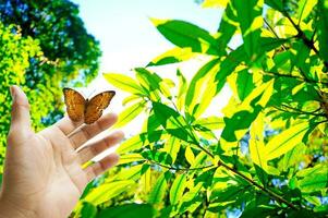 The butterfly is on the hand in the forest. And the golden light of the sun is a beautiful background photo