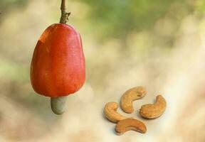 cashew nuts isolated on blurry background photo