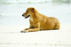 A cute brown dog is on the sea beach and looking for someone to play with. photo