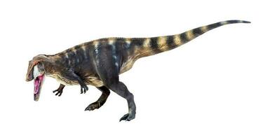 dinosaur , Carcharadontosaurus  isolated background photo