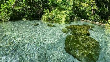 agua superficie corriente y bosque foto