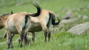 wild przewalski paarden in echt natuurlijk leefgebied milieu in de bergen van Mongolië video