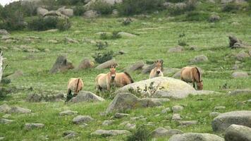 vild przewalski hästar i verklig naturlig livsmiljö miljö i de bergen av mongoliet video