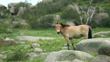 wild przewalski Pferde im echt natürlich Lebensraum Umgebung im das Berge von Mongolei video