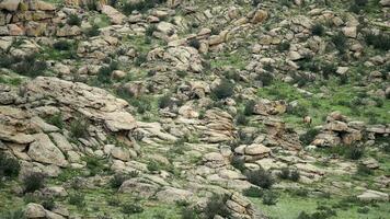 Wild Przewalski Horses in Real Natural Habitat Environment in The Mountains of Mongolia video