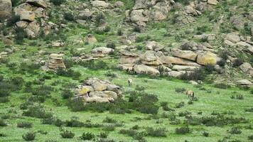 Wild Przewalski Horses in Real Natural Habitat Environment in The Mountains of Mongolia video