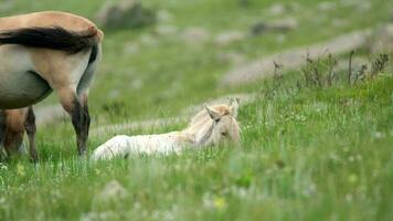 sauvage Przewalski les chevaux dans réel Naturel habitat environnement dans le montagnes de Mongolie video