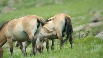 wild przewalski paarden in echt natuurlijk leefgebied milieu in de bergen van Mongolië video