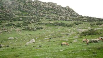 salvaje Przewalski caballos en real natural habitat ambiente en el montañas de Mongolia video