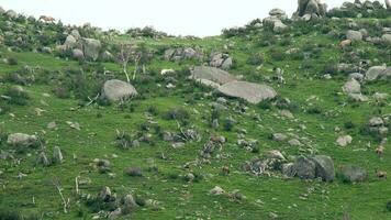 Herd of Wild Deer and Mix Animals on Mountain Slope video