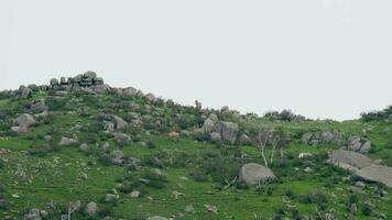 mandria di selvaggio cervo e mescolare animali su montagna pendenza video