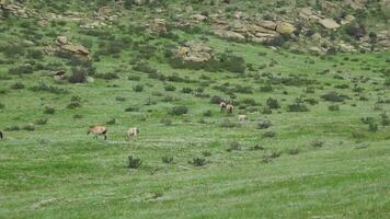 wild przewalski paarden in echt natuurlijk leefgebied milieu in de bergen van Mongolië video