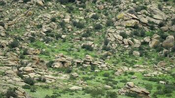 Wild Przewalski Horses in Real Natural Habitat Environment in The Mountains of Mongolia video