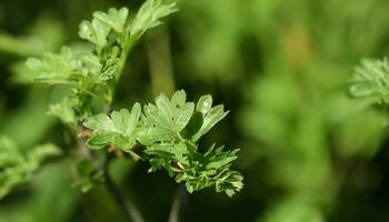 A close up of a plant with leaves and the word parsley on it photo