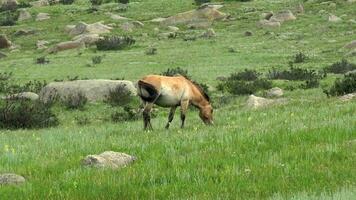 salvaje Przewalski caballos en real natural habitat ambiente en el montañas de Mongolia video
