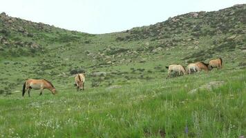 selvaggio przewalski cavalli nel vero naturale habitat ambiente nel il montagne di Mongolia video