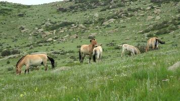 selvagem Przewalski cavalos dentro real natural habitat meio Ambiente dentro a montanhas do Mongólia video