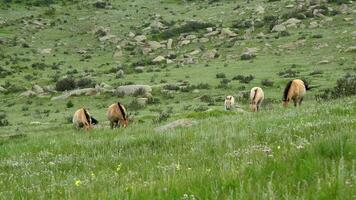 selvagem Przewalski cavalos dentro real natural habitat meio Ambiente dentro a montanhas do Mongólia video