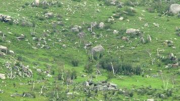 Herd of Wild Deer and Mix Animals on Mountain Slope video