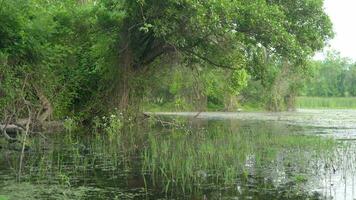 moussu Lac et marais dans le mangrove forêt video